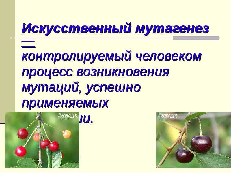 Мутагенез индуцированный - определение термина