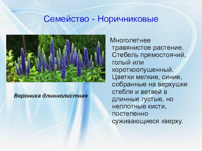 Семейство норичниковые ( scrophulariaceae ) презентация, доклад, проект