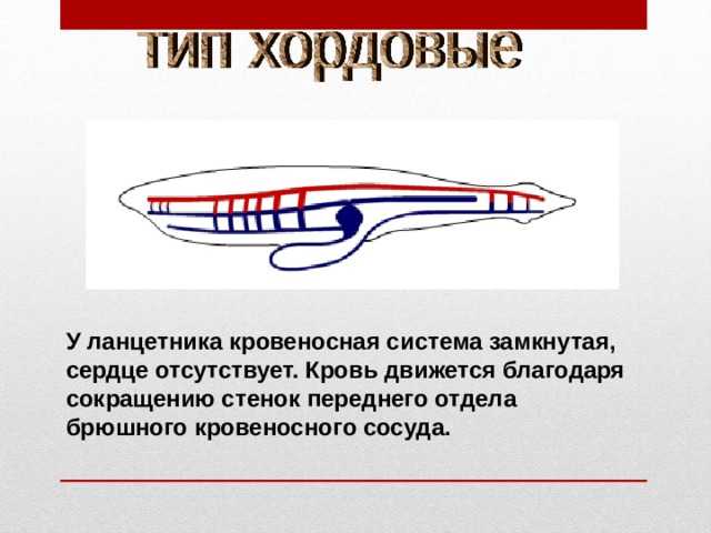 Образ жизни ланцетника кратко
