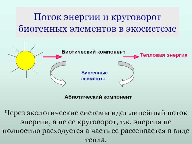 § 9. круговорот веществ и поток энергии в экосистемах. продуктивность биоценозов - общая биология: учебное пособие для 11-го класса
