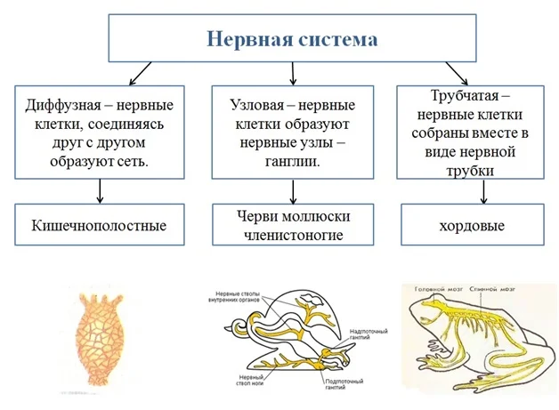 Нервная система рыб.