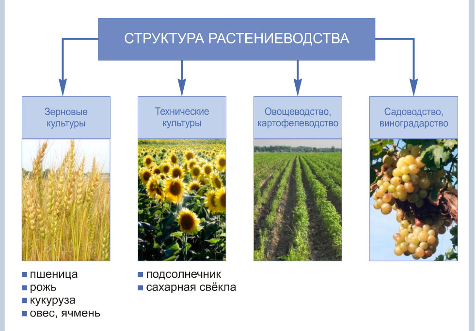 Схема мирового сельского хозяйства