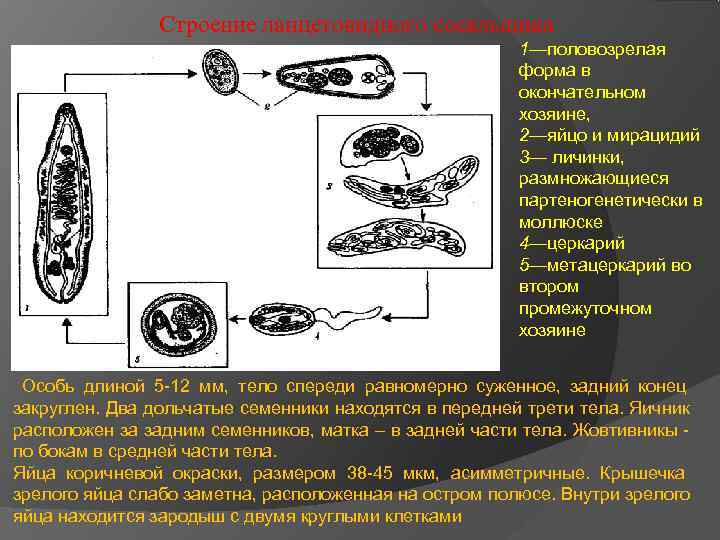 Ланцетовидный сосальщик (ланцетовидная двуустка)