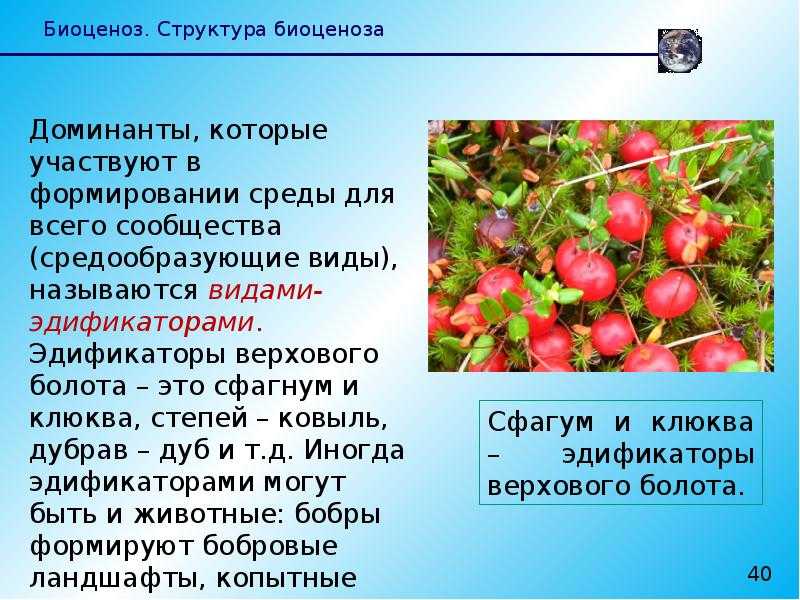 Эдификатор — пермавики | permawiki.ru