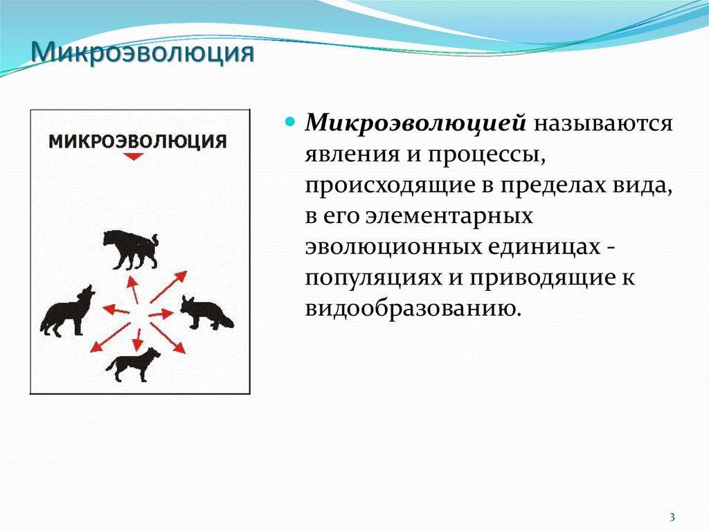 Мутационная изменчивость