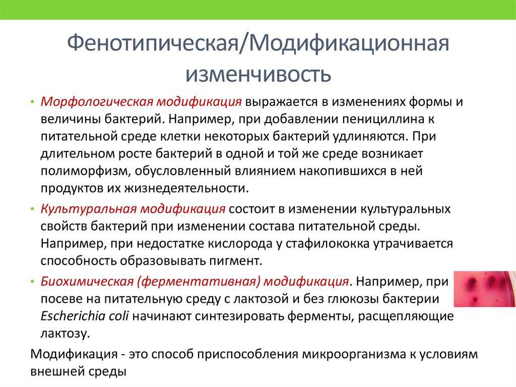 Фенотипическая изменчивость