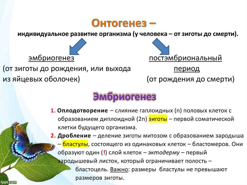 Развитие психики в процессе онтогенеза и филогенеза