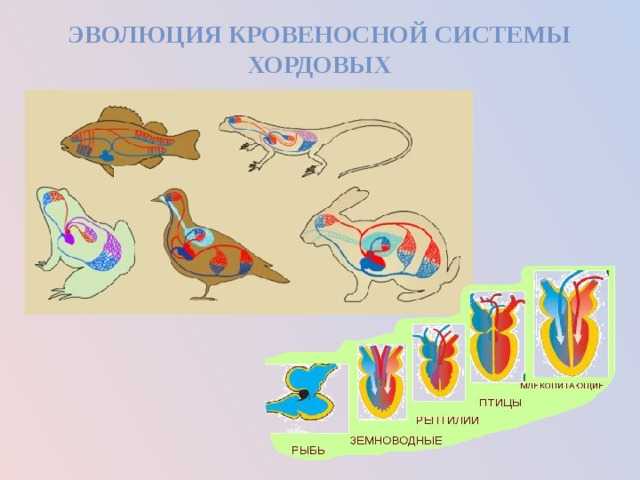 Презентация на тему: "эволюция кровеносной системы учитель биологии шмыкова и.а. моу сош 29 г.георгиевска ставропольского края.". скачать бесплатно и без регистрации.