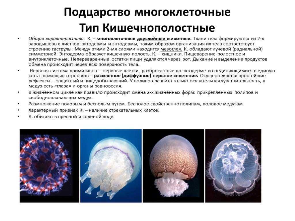 § 13. тип кишечнополостные / биология 7 класс
