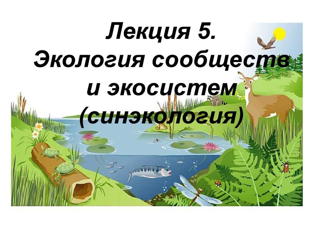 Биогеоценоз и экосистема: понятие, отличия, структура