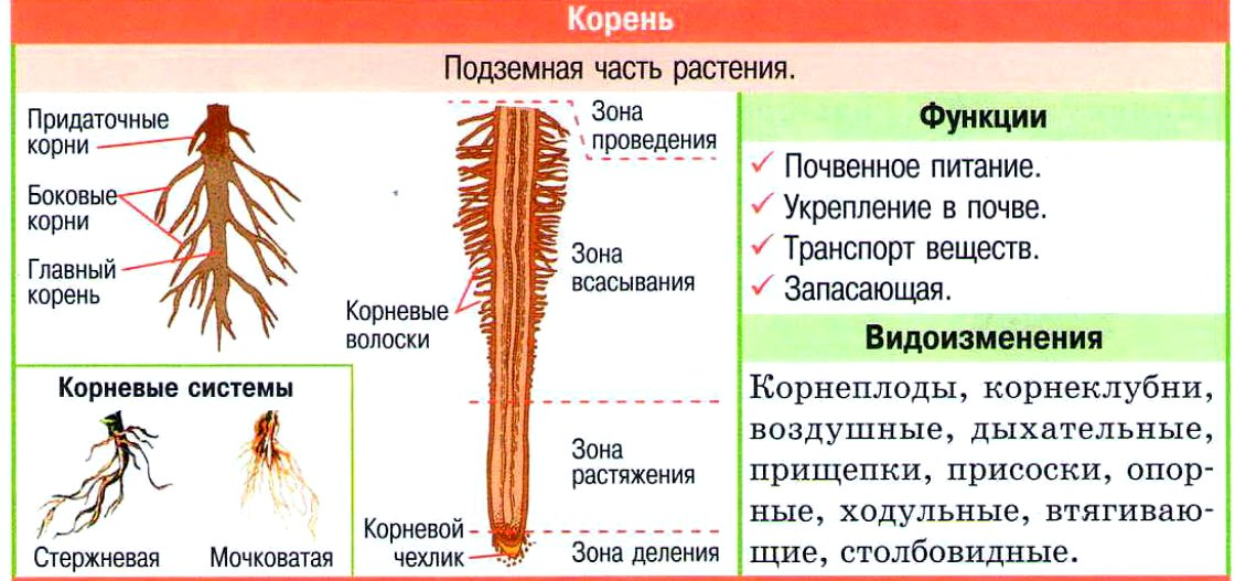 Метаморфозы корней растений кратко