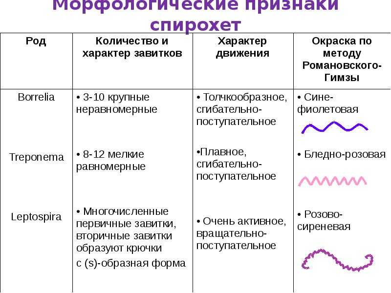 Спирохеты