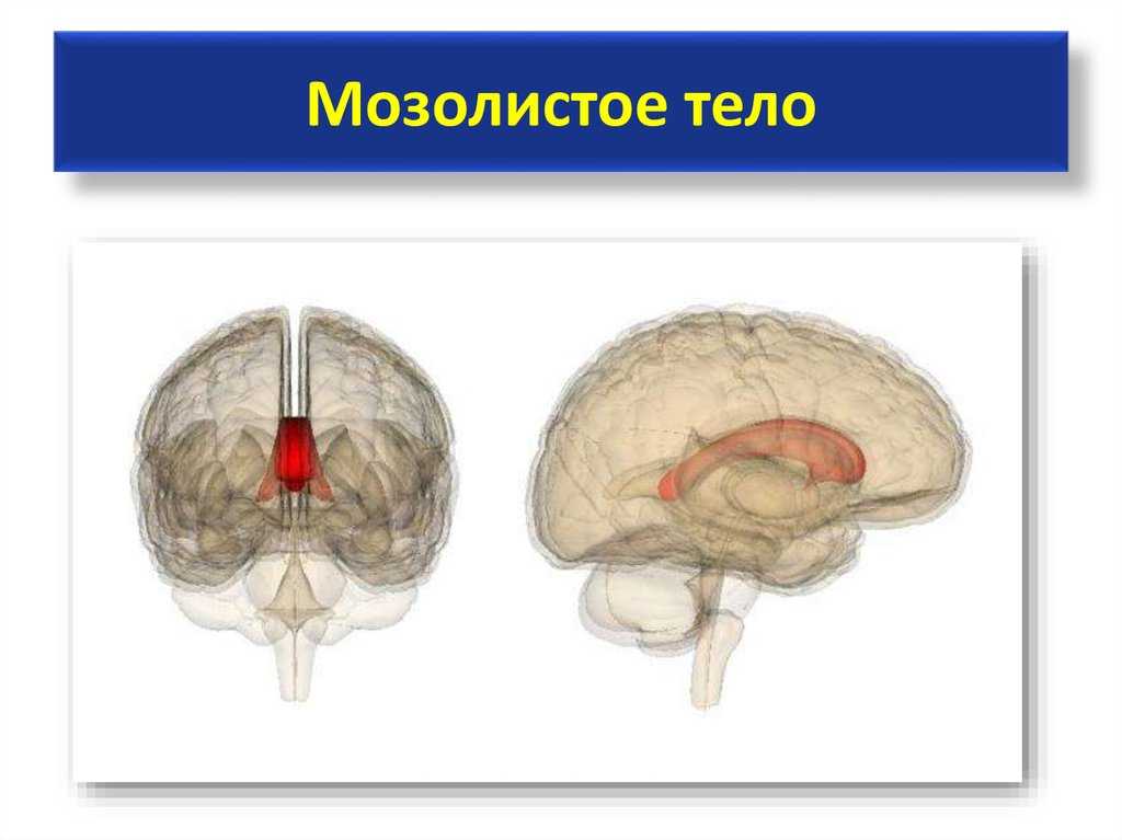 Мост головного мозга — большая медицинская энциклопедия