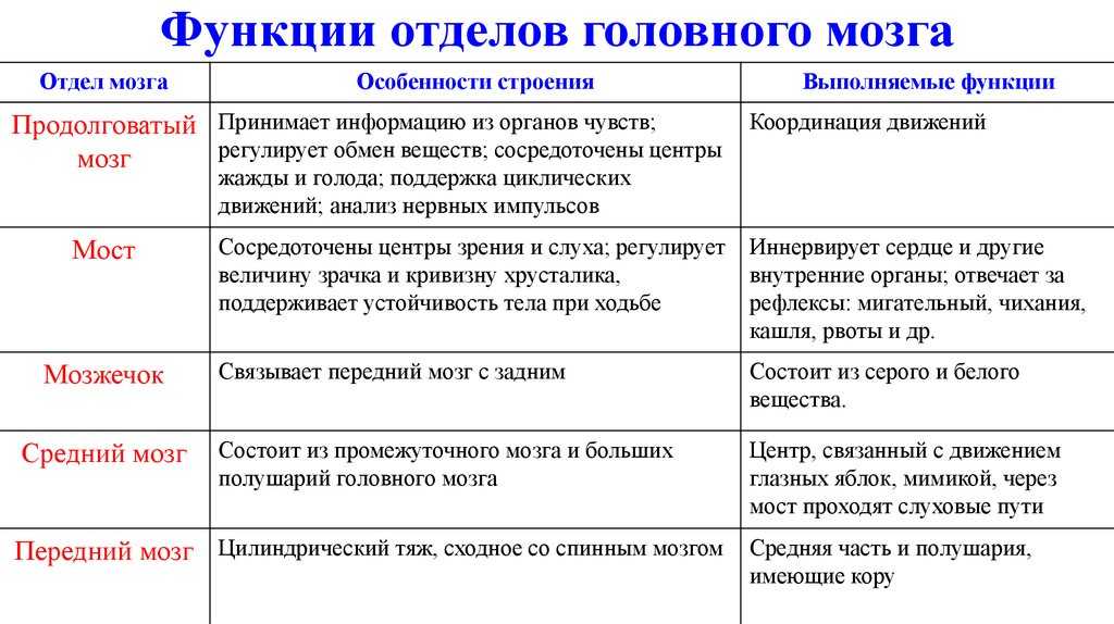 Головной мозг – строение и функции отделов в таблице (8 класс)
