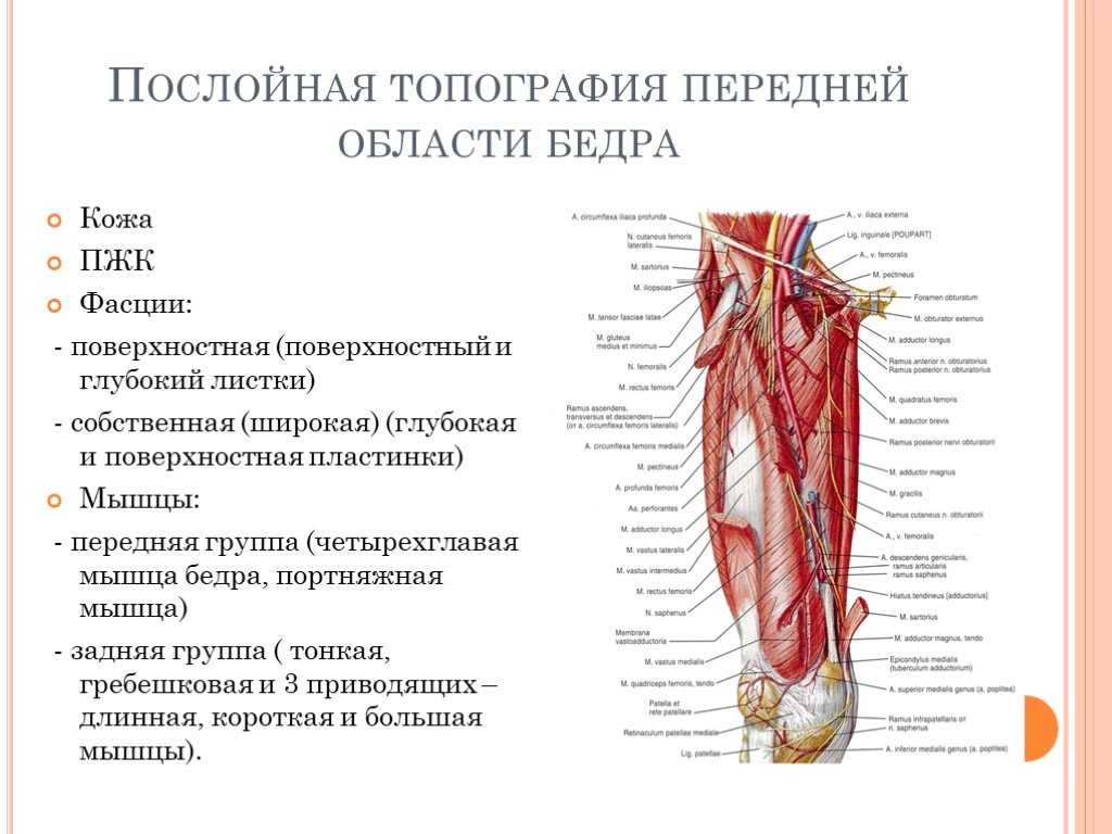 Кости нижней конечности: строение, функции, заболевания