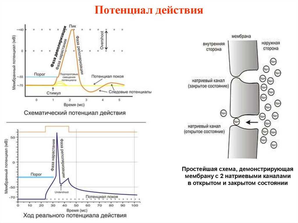 Потенциал действия | virtual laboratory wiki | fandom