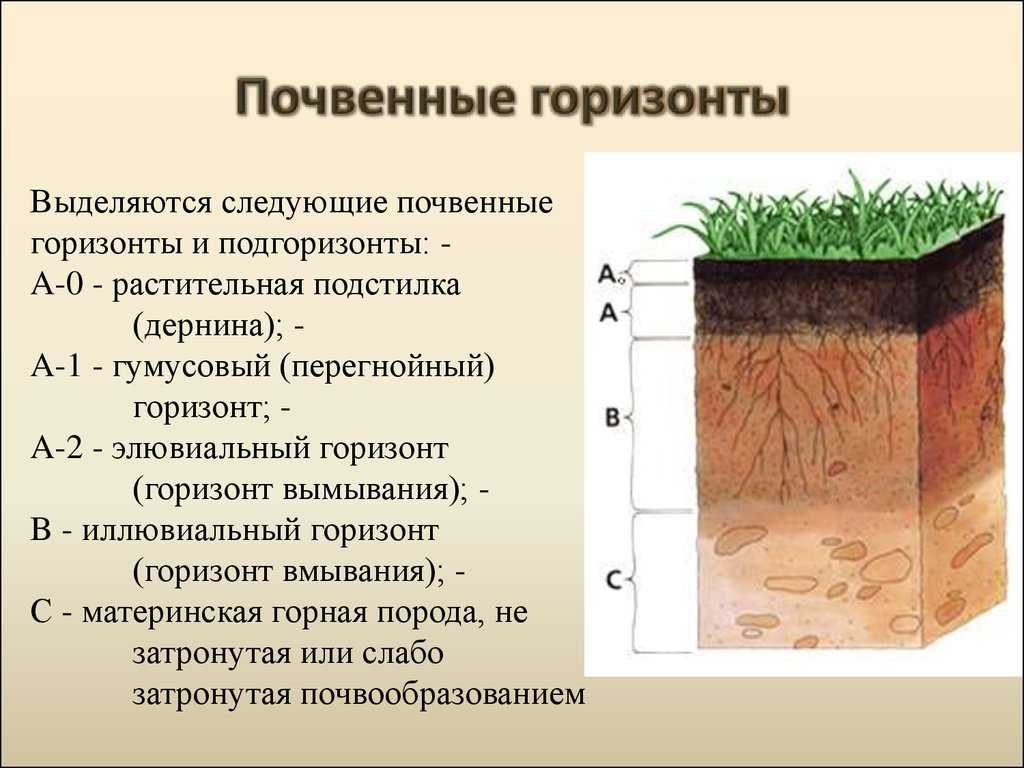 Почвенные горизонты и их характеристика.