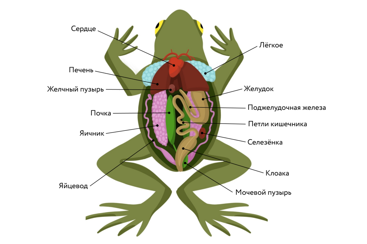 § 51. класс земноводные (продолжение)