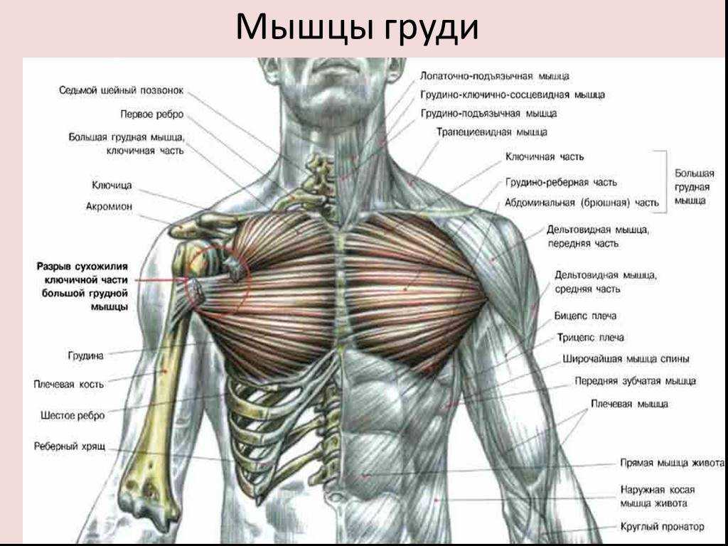Хорошо ли иметь широкую грудную клетку