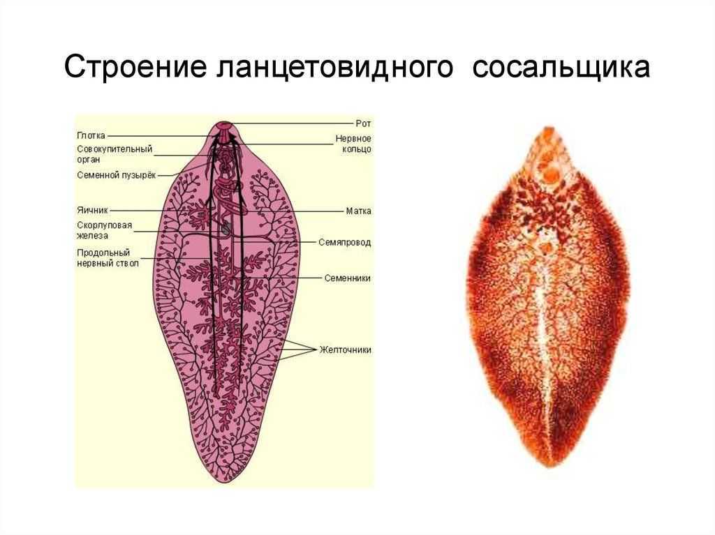 Ланцетовидная двуустка — строение, жизненный цикл