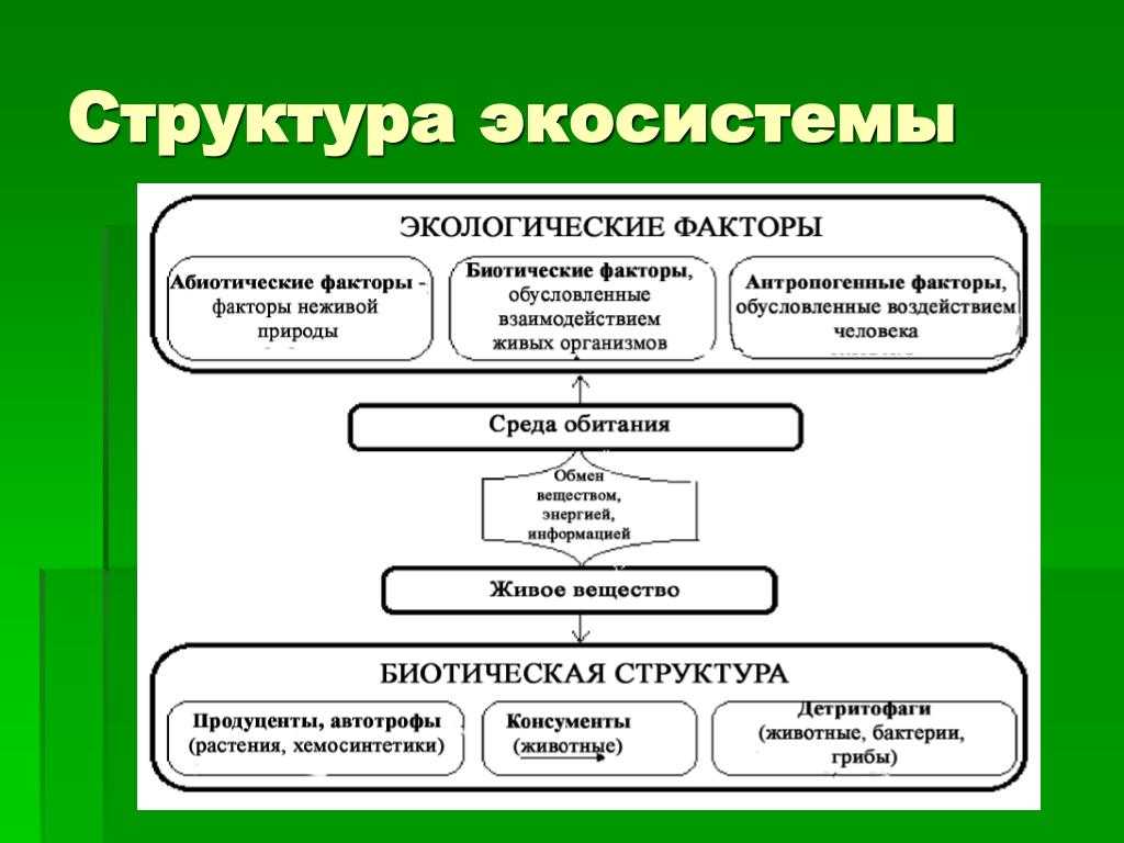 Структура экосистем