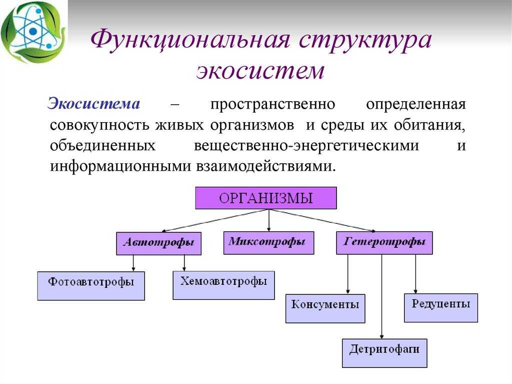 Экосистема: определение понятия, структура, виды
