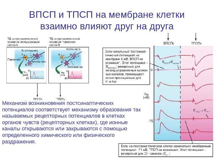 Тормозной постсинаптический потенциал. пресинаптическое торможение