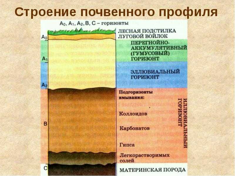 Почвенные горизонты и их характеристика. - наука - 2023