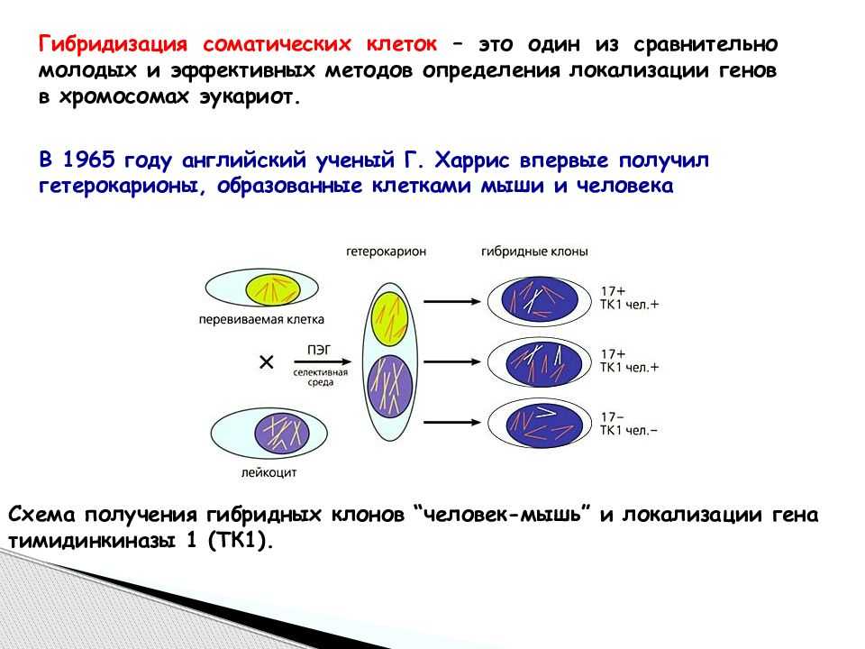 Соматический гибрид - определение термина