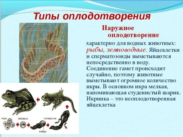 Оплодотворение - определение, виды, процесс