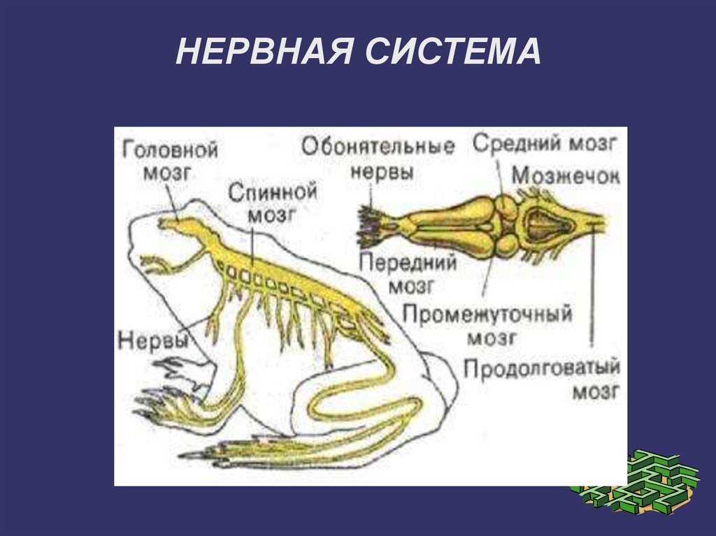§ 37. строение и деятельность внутренних органов земноводных