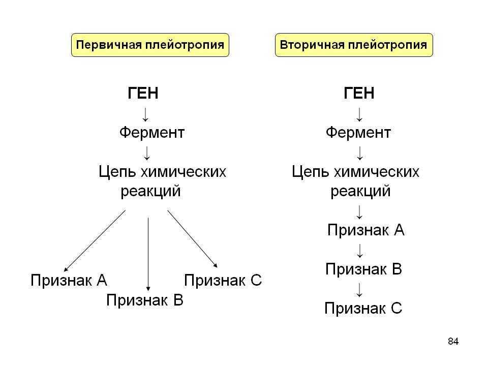 Разница между плейотропией и полигенным наследованием - разница между - 2023