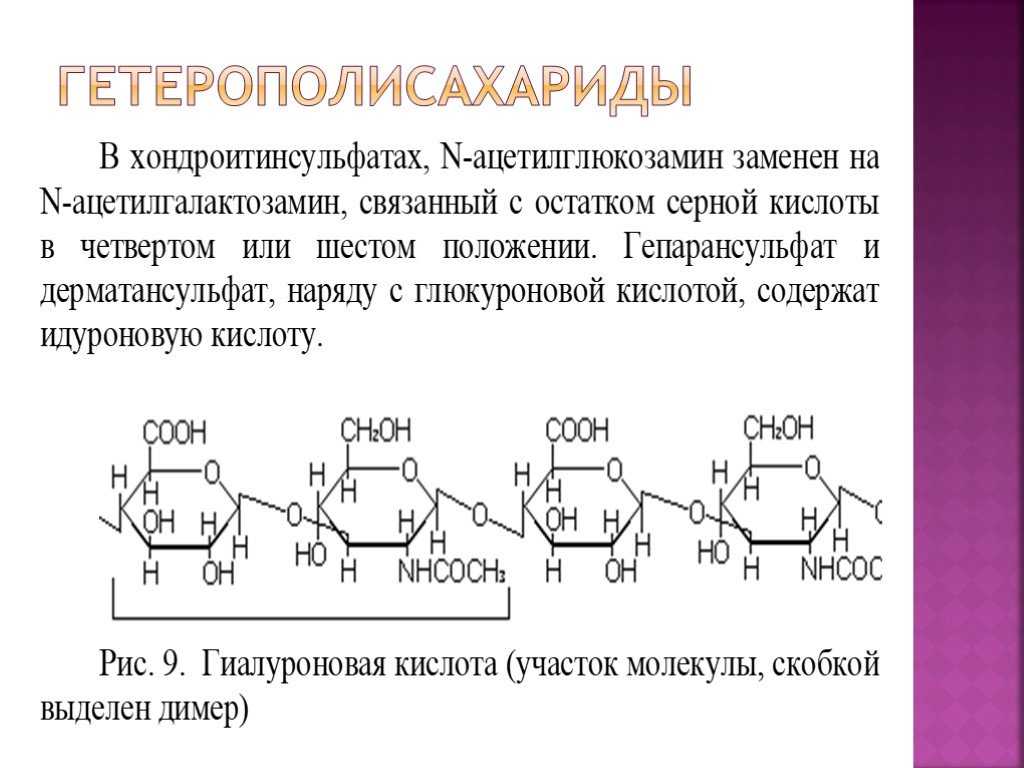 Гетерополисахариды: характеристика, строение, функции