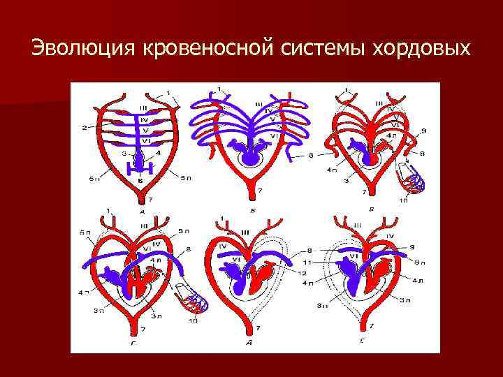 Эволюция кровеносной системы