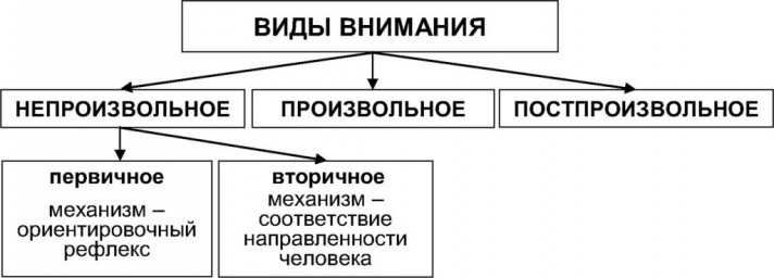 Виды  внимания: их свойства и характеристики, условия привлечения