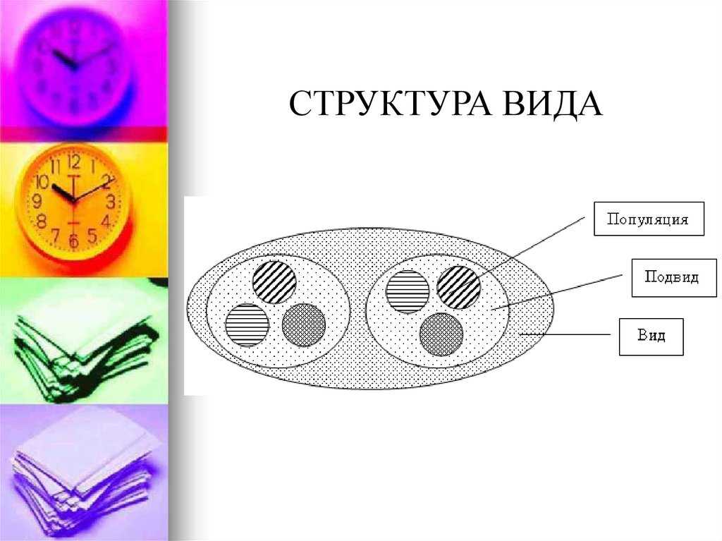 8.2. популяционная структура вида. общая экология