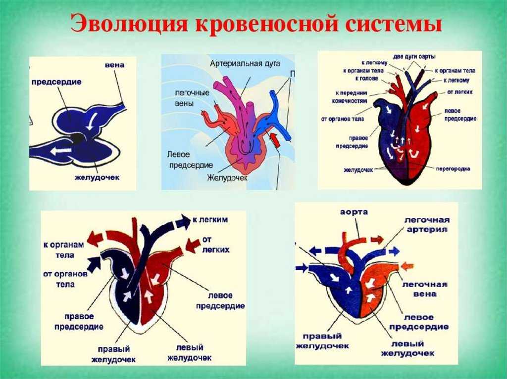 Как происходила эволюция кровеносной системы у позвоночных животных кратко