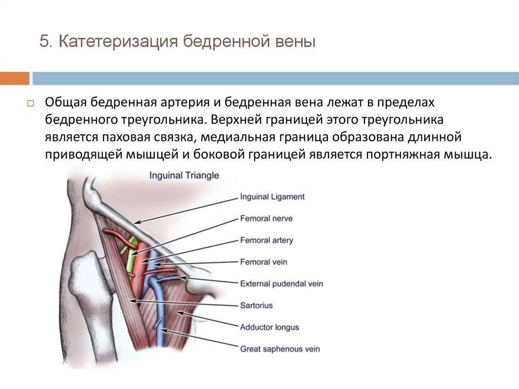 Где находится бедренная артерия и ее ветви