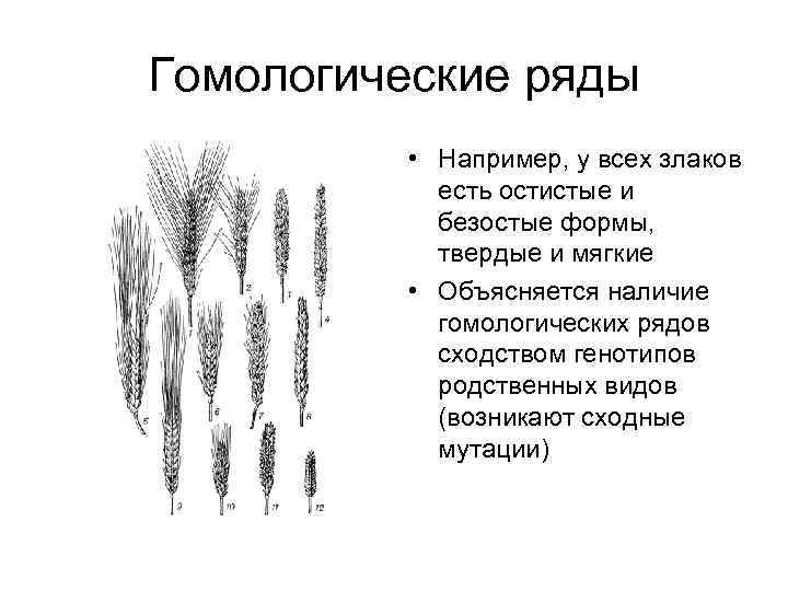 Закон гомологических рядов