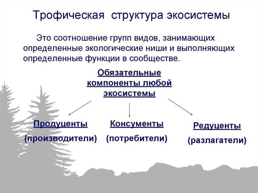 Экосистема определение, типы и виды, структура и состав