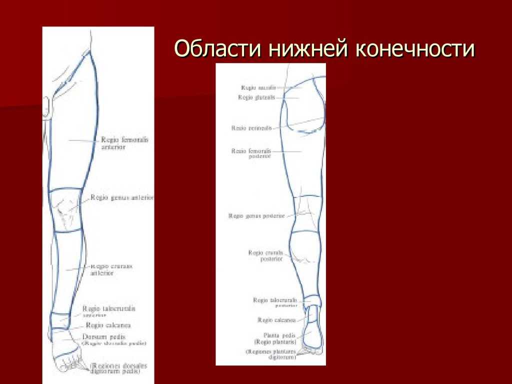 Топографическая анатомия нижней конечности: линия кена на бедре