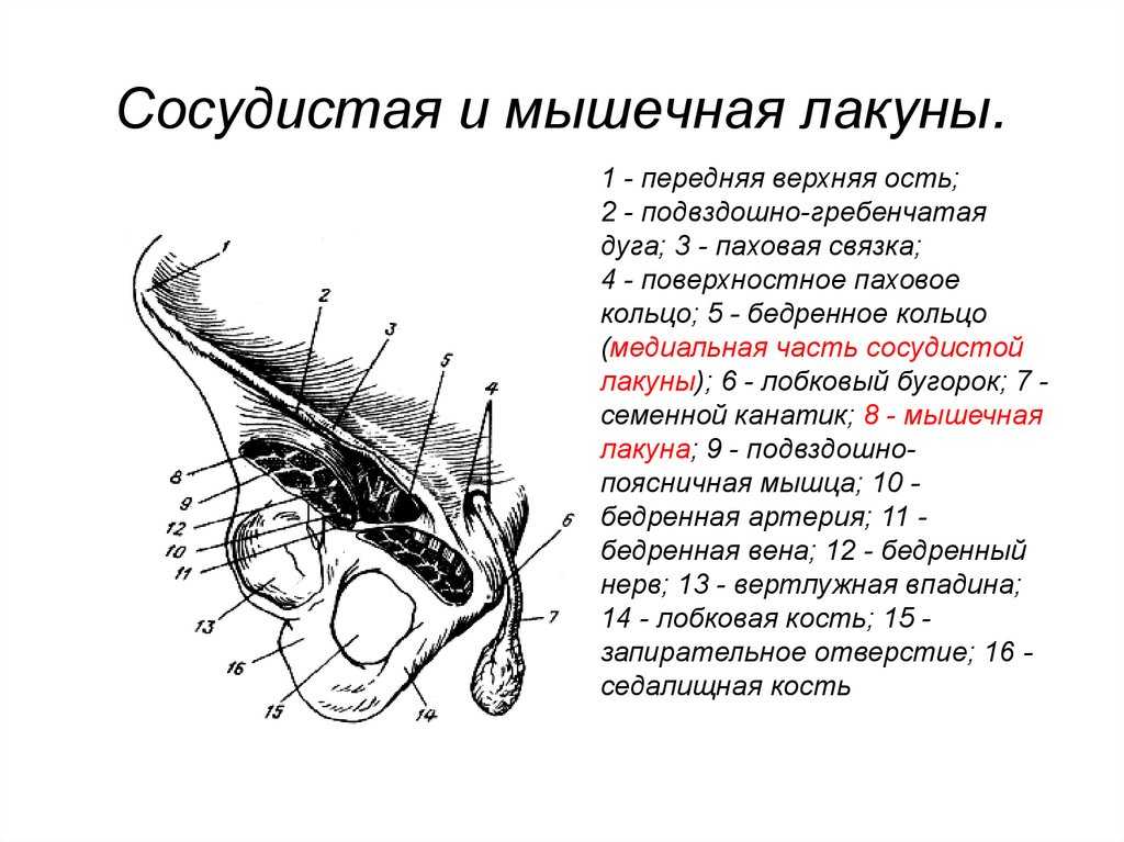 Топография нижней конечности. мышечная и сосудистая лакуна