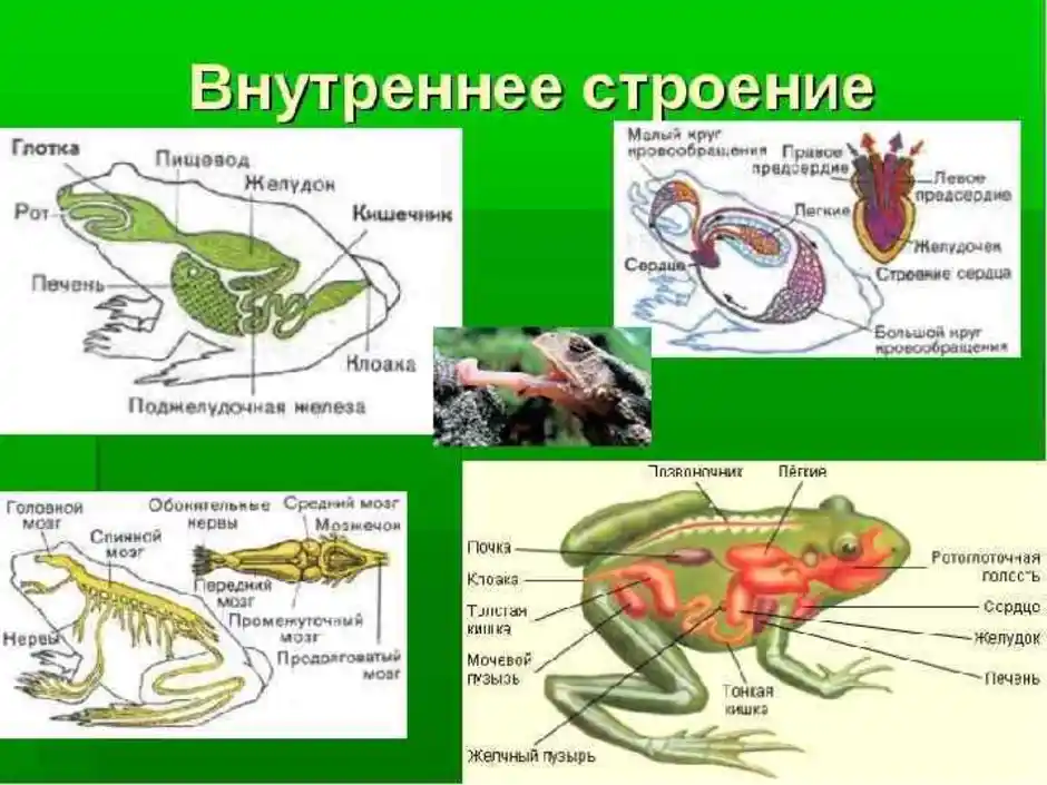 Внутреннее строение лягушки. особенности и функции внутренних органов лягушки