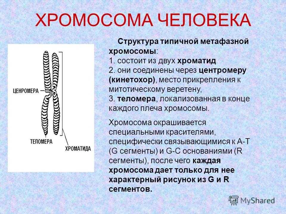 Строение хромосом и динамика ее структур в клеточном цикле