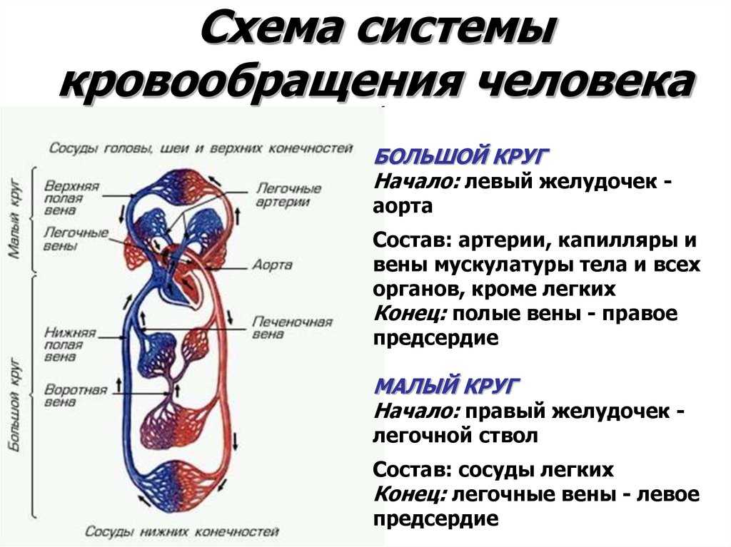 Строение
      сердца