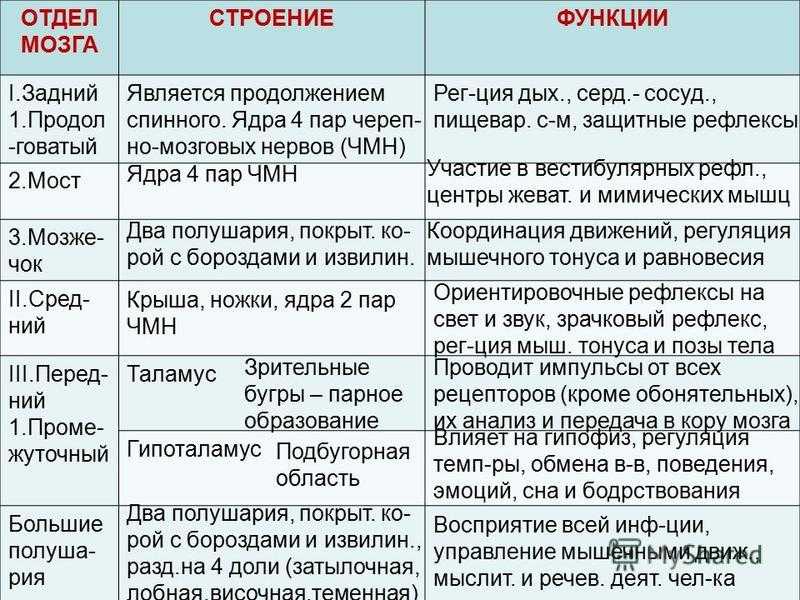 Головной мозг строение и функции среднего, промежуточного, продолговатого, переднего мозга человека, схема, из каких отделов состоит, функции теменной доли, больших полушарий | tvercult.ru