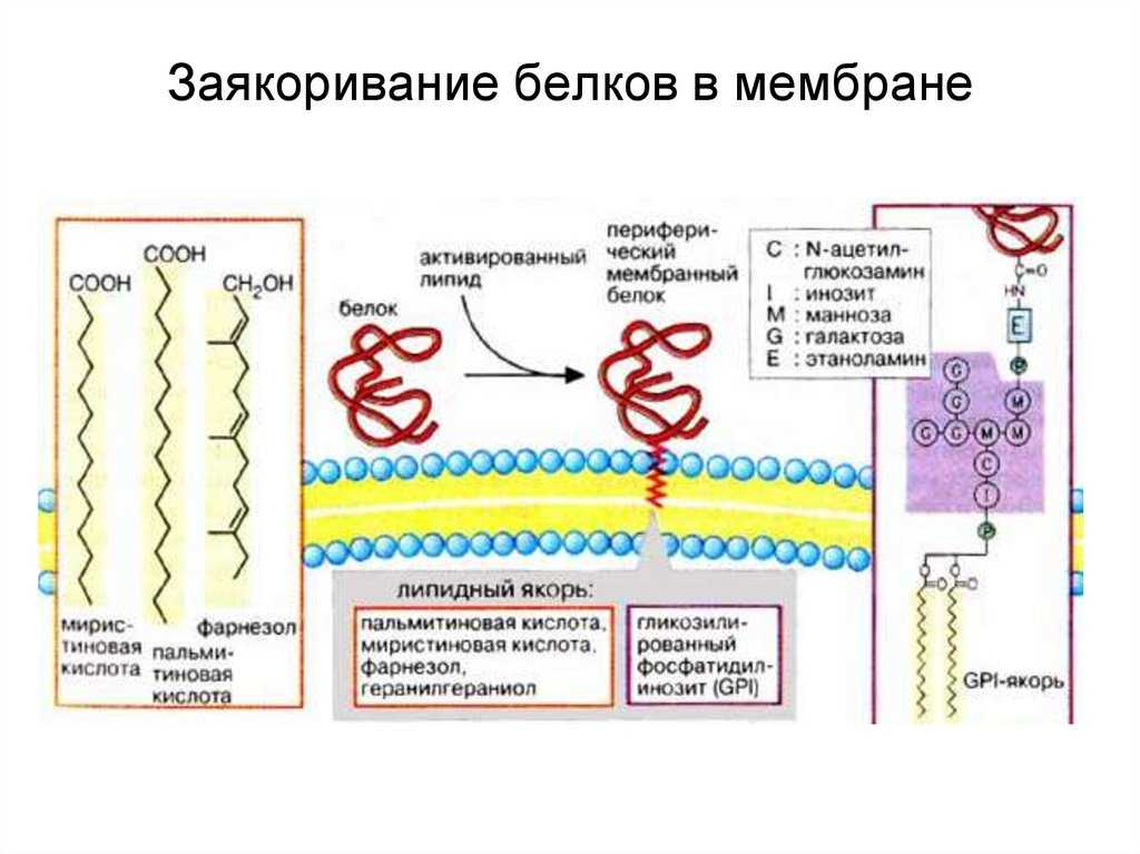 Биохимия - в. в. емельянов - 2016