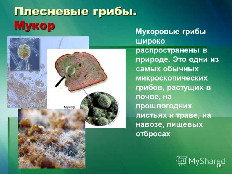 10 самых распространенных микроскопических грибов - наука - 2023