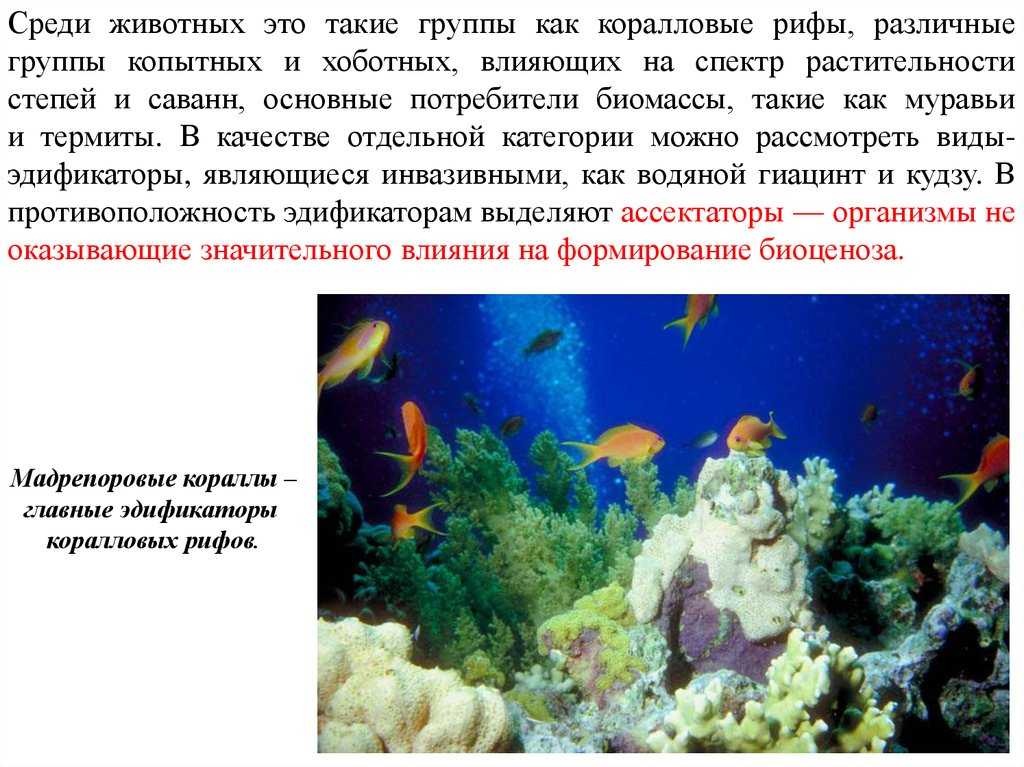 Экологическая система — понятие, суть, типы и уровни
