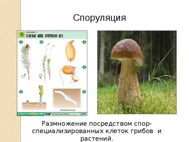 Капсуло и спорообразование у бактерий